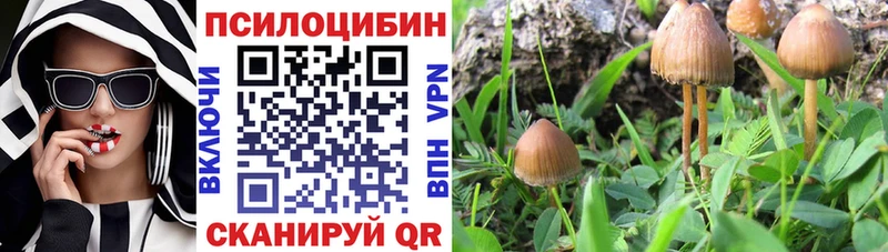 где продают   Каменск-Уральский  Псилоцибиновые грибы мицелий 
